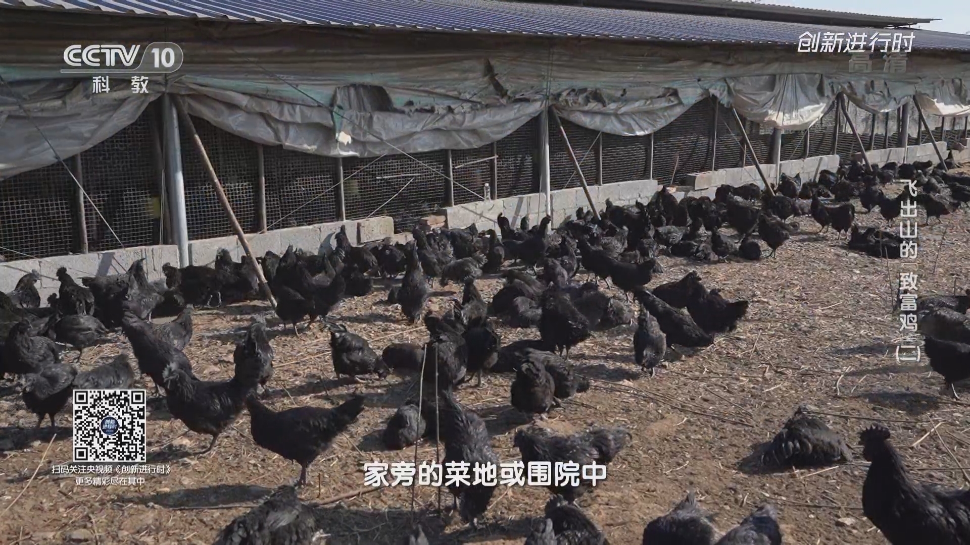 《创新进行时》 20211109 飞出山的“致富鸡”（二）