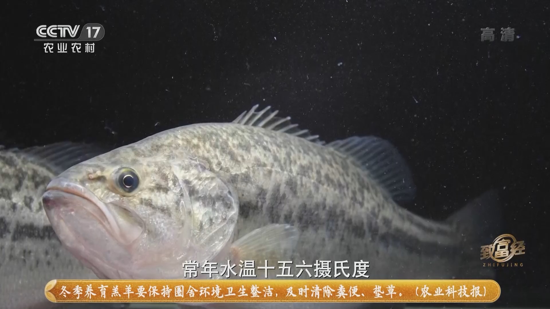 《致富经》 20211116 给鱼搬家 靠苗挣钱