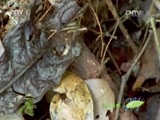 人与自然 《人与自然》 20150531 自然发现：狂野非洲—丛林（下）