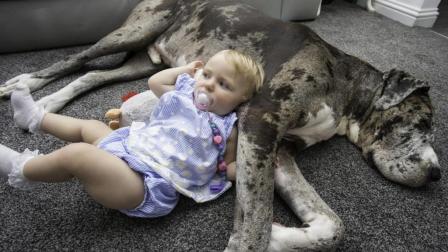 新视界 妈妈担心200斤巨犬能否和孩子在一起？