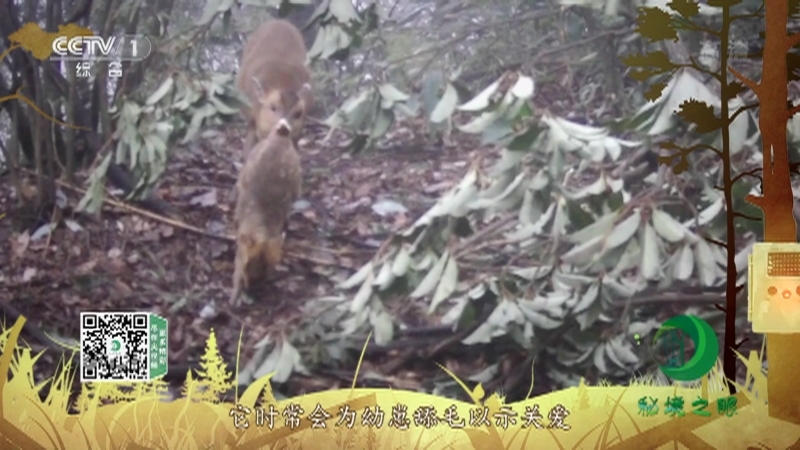 《秘境之眼》 小麂 20210114