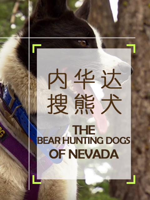 内华达搜熊犬 海报