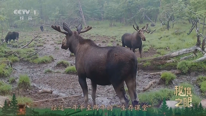 秘境之眼 《秘境之眼》 驼鹿 20250616