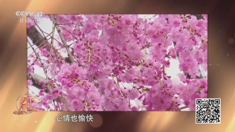 夕阳红 《夕阳红》 20250319 浪漫节气·春分（1）