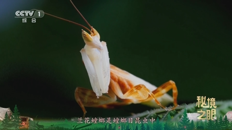 秘境之眼 《秘境之眼》 兰花螳螂 20250203