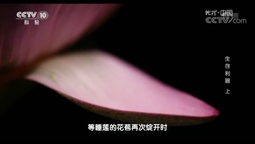 地理中国 《地理中国》 20190303 奇趣自然·生存利器（上）