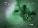 人与自然 《人与自然》 20130819 自然发现——北极熊战场（上）