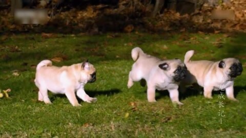 萌宠养成计划 巴哥犬宝宝第一次训练