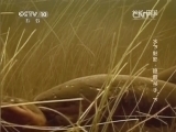 地理中国 《地理中国》 20140826 水下魅影-隐蔽“杀手”（下）