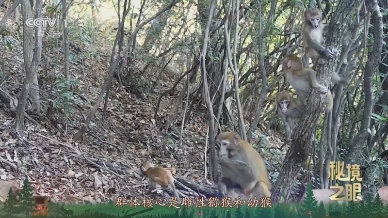 秘境之眼 《秘境之眼》 猕猴 20251201