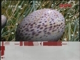 自然传奇 大自然的猜想（五）[自然传奇] 20120307