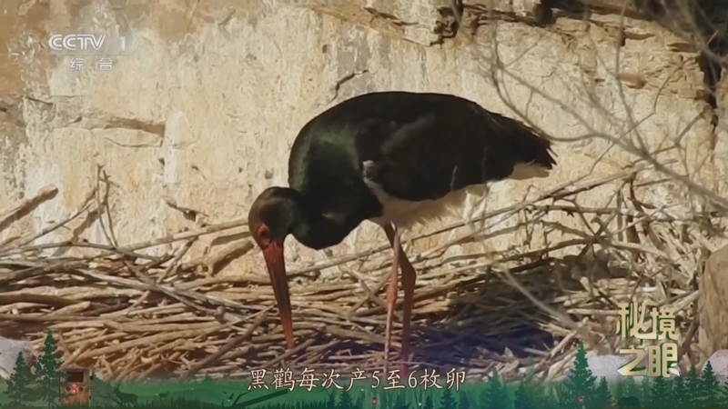 秘境之眼 《秘境之眼》 黑鹳 20250528
