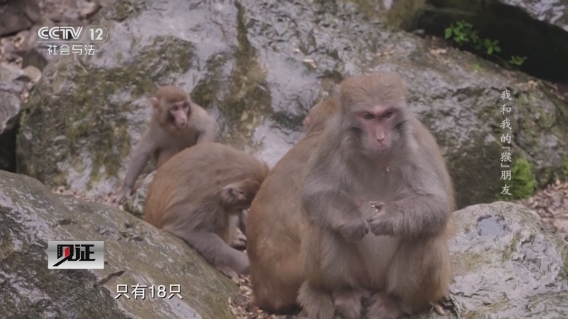 见证 《见证》 20250803 我和我的“猴”朋友