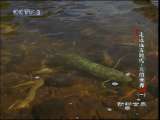 动物世界 动物世界 2010年 第169期