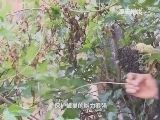 原来如此 《原来如此》 20140929 蜂口夺金