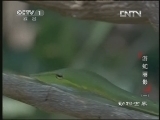 动物世界 《动物世界》 20130407 游蛇丽影（一）