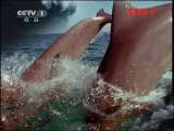 人与自然 《人与自然》 20111016 自然启示——自然的威力（下）