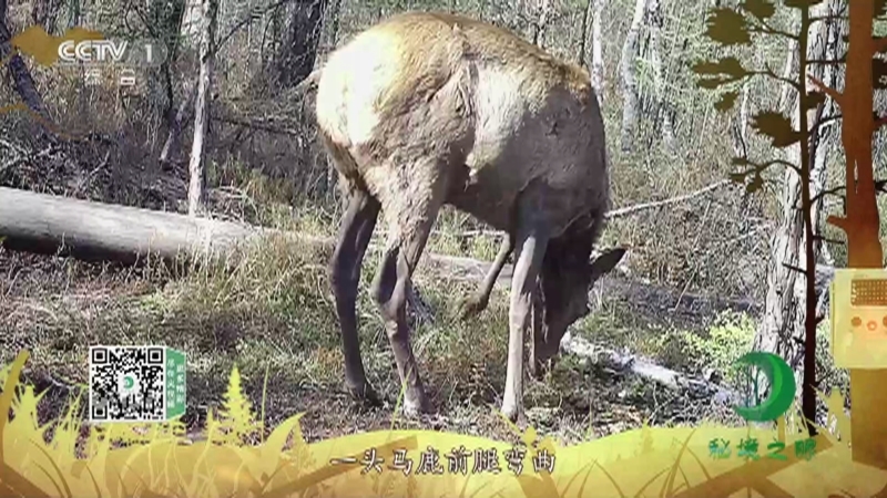 秘境之眼 《秘境之眼》 马鹿 20230607