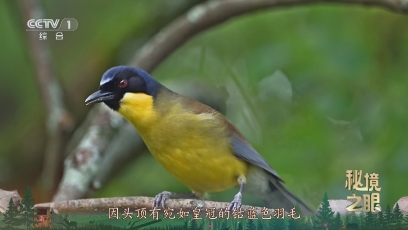 《秘境之眼》 20251230 蓝冠噪鹛