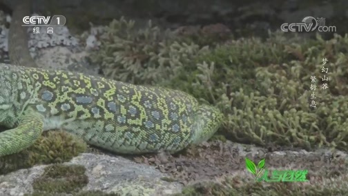 人与自然 《人与自然》 20200229 梦幻山谷——繁衍生息