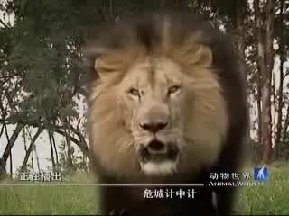 动物世界 [预告片]《动物世界》