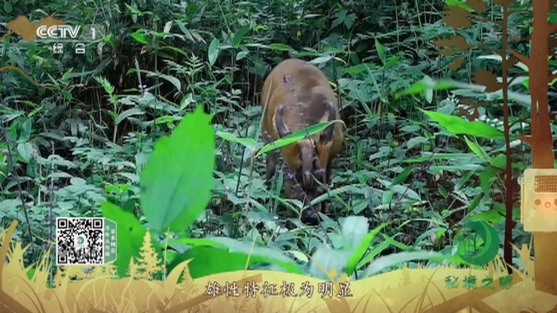 秘境之眼 《秘境之眼》 小麂 20220705