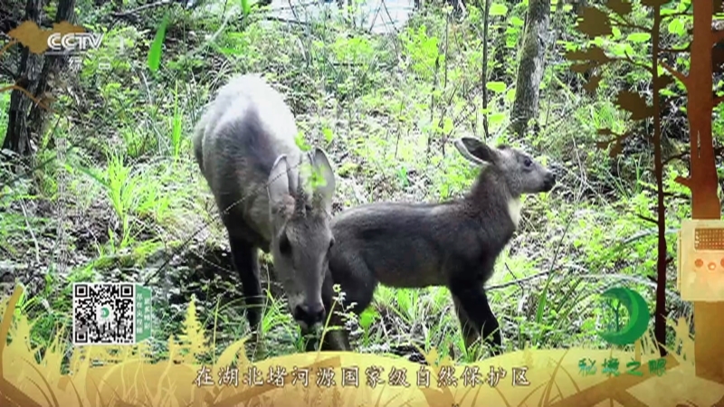秘境之眼 《秘境之眼》 中华斑羚/豪猪/猕猴 20230212