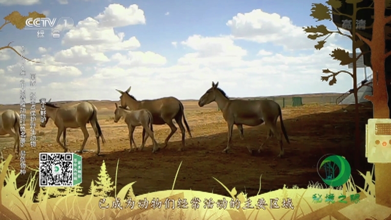 秘境之眼 《秘境之眼》 鹅喉羚/蒙古野驴/狼 20220626