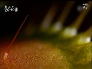 名师公开课 《奇妙的植物《六上“生物的多样性”》》授课教师：鲍佩华