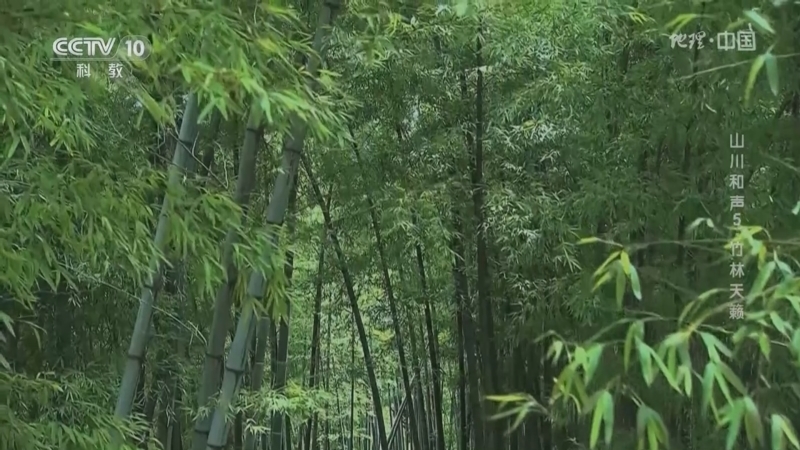 地理中国 《地理·中国》 20230425 山川和声5·竹林天籁