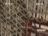 生财有道 《生财有道》 20130716 与动物亲密接触——新疆有个野狼谷