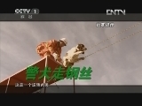 状元360 《旗鼓相当》 20130301 犬王争霸（三）