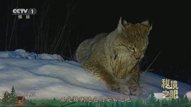 秘境之眼 《秘境之眼》 猞猁 20250206