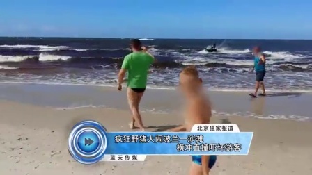 蓝天娱乐快报 2016 7月 疯狂野猪大闹波兰一沙滩 横冲直撞吓坏游客 160721