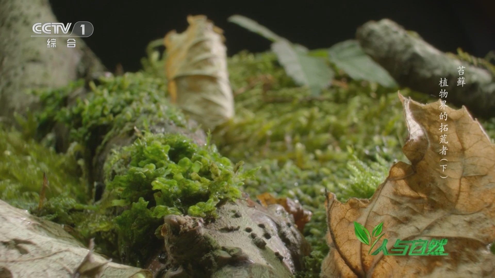 人与自然 《人与自然》 20230502 苔藓——植物界的拓荒者（下）