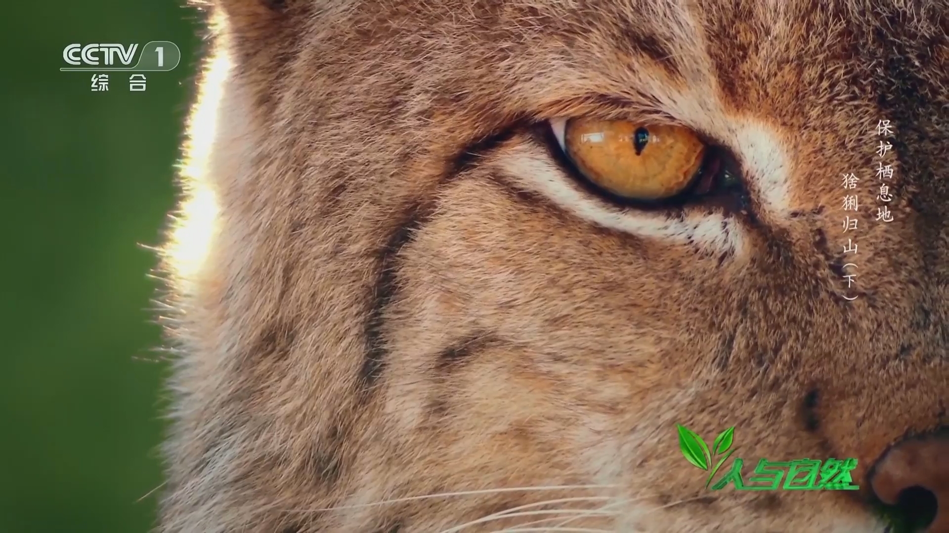 人与自然 《人与自然》 20231214 保护栖息地——猞猁归山（下）