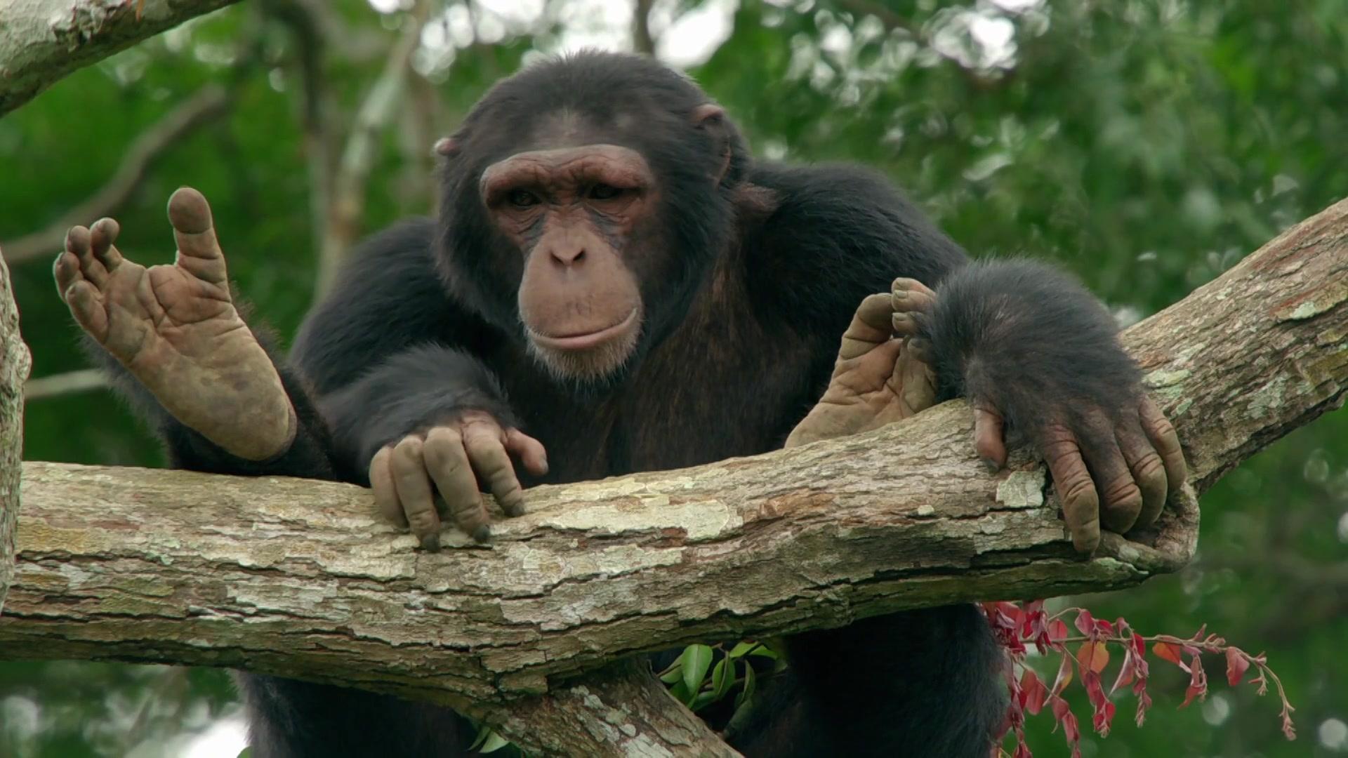 假如动物会摄影