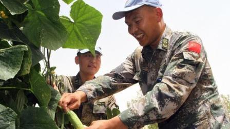 天下有警视频 美国网友中国人的种菜天赋能把花园变菜地令