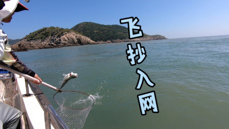 大潮流急水浑，只有几个小时能钓，阿杰抓住机会最后的收获挺不错