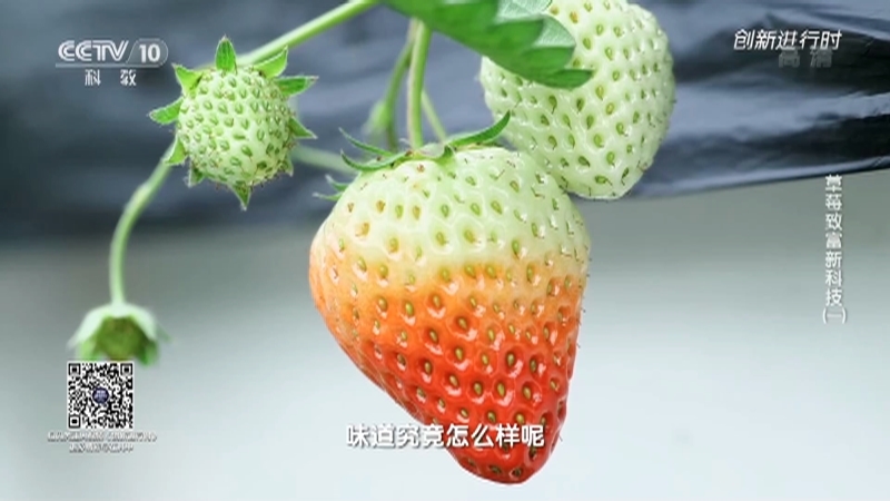 《创新进行时》 20210718 草莓致富新科技（一）