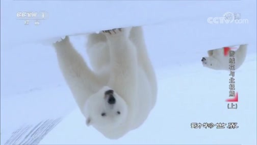 动物世界 《动物世界》 20200516 雪绒花与北极熊（上）