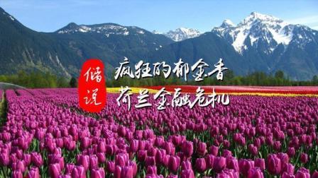 疯狂的郁金香荷兰金融危机