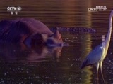 自然传奇 《自然传奇》 20170801 猛兽铠甲