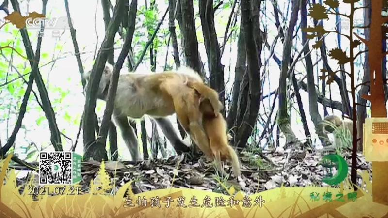 秘境之眼 《秘境之眼》 猕猴 20220413