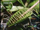人与自然 植物的秘密生活——生存策略