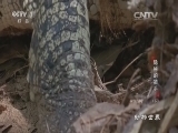 动物世界 《动物世界》 20160310 隐秘的猎手（下）
