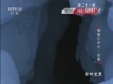 动物世界 《动物世界》 20160607 捕猎计中计·棕熊