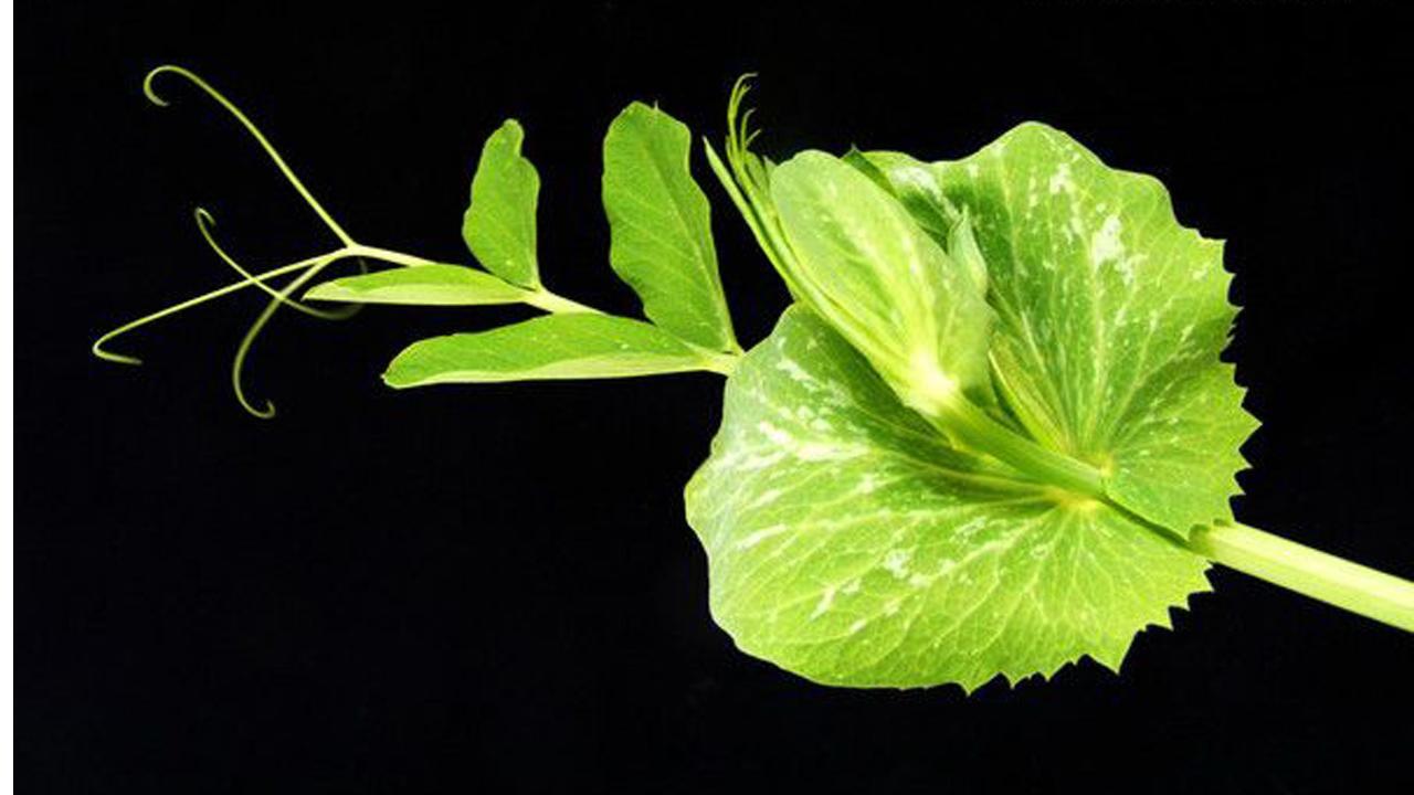美&middot;食 南方春夏常见的一道菜，高营养无公害，抗癌清肠又润肤