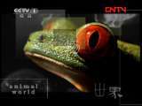 动物世界 《动物世界》 20110929