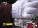 生财有道 《生财有道》 20171123 咱们家乡有特产——陕西富平：红艳艳的苹果 实在在的财